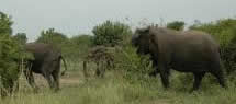 wildlife queen elizabeth national park